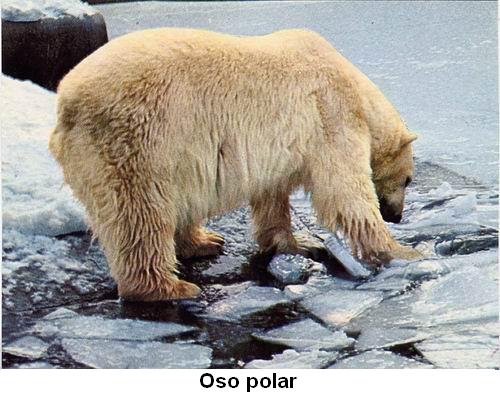 Oso polar.jpg